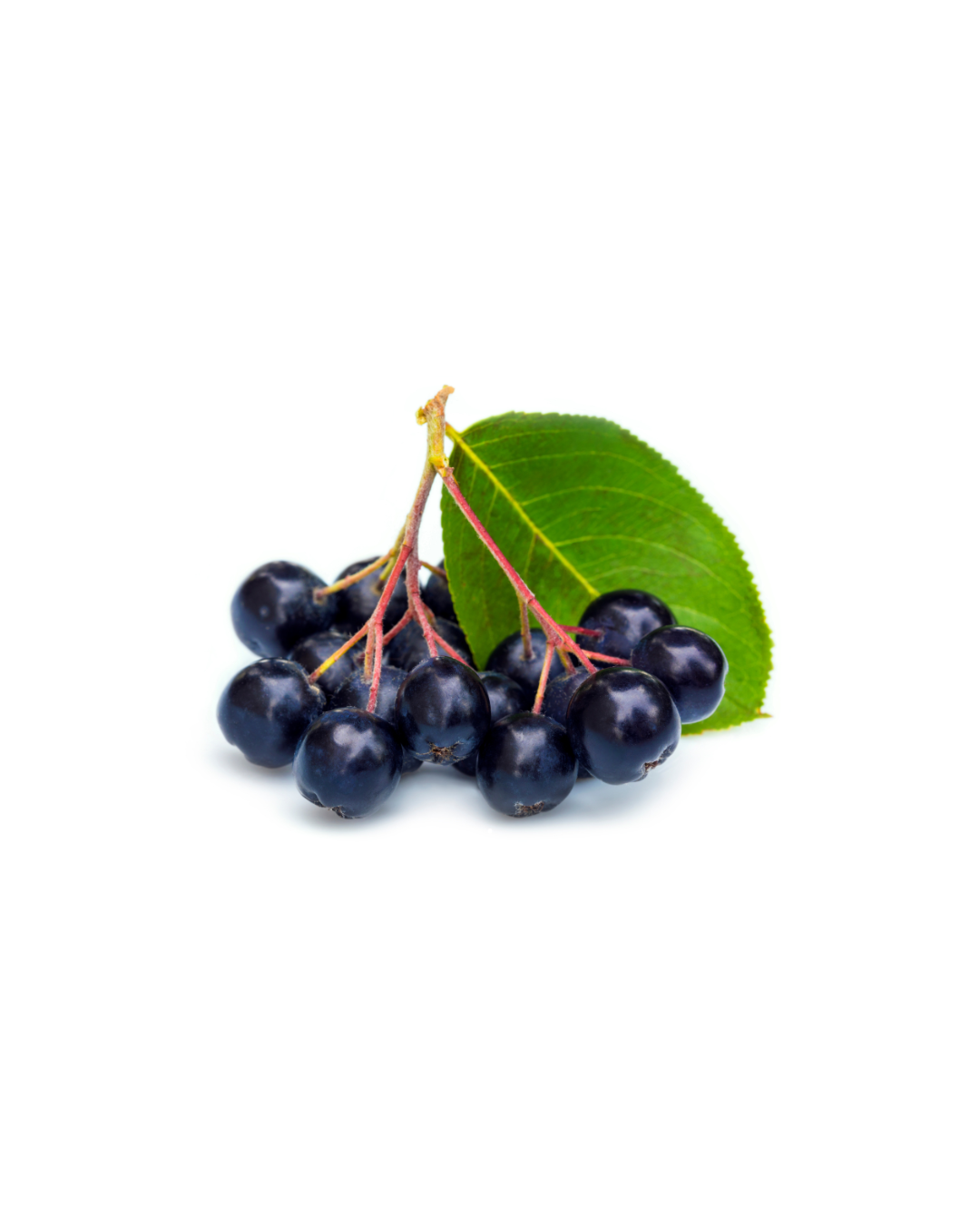 Aronia dla koni
